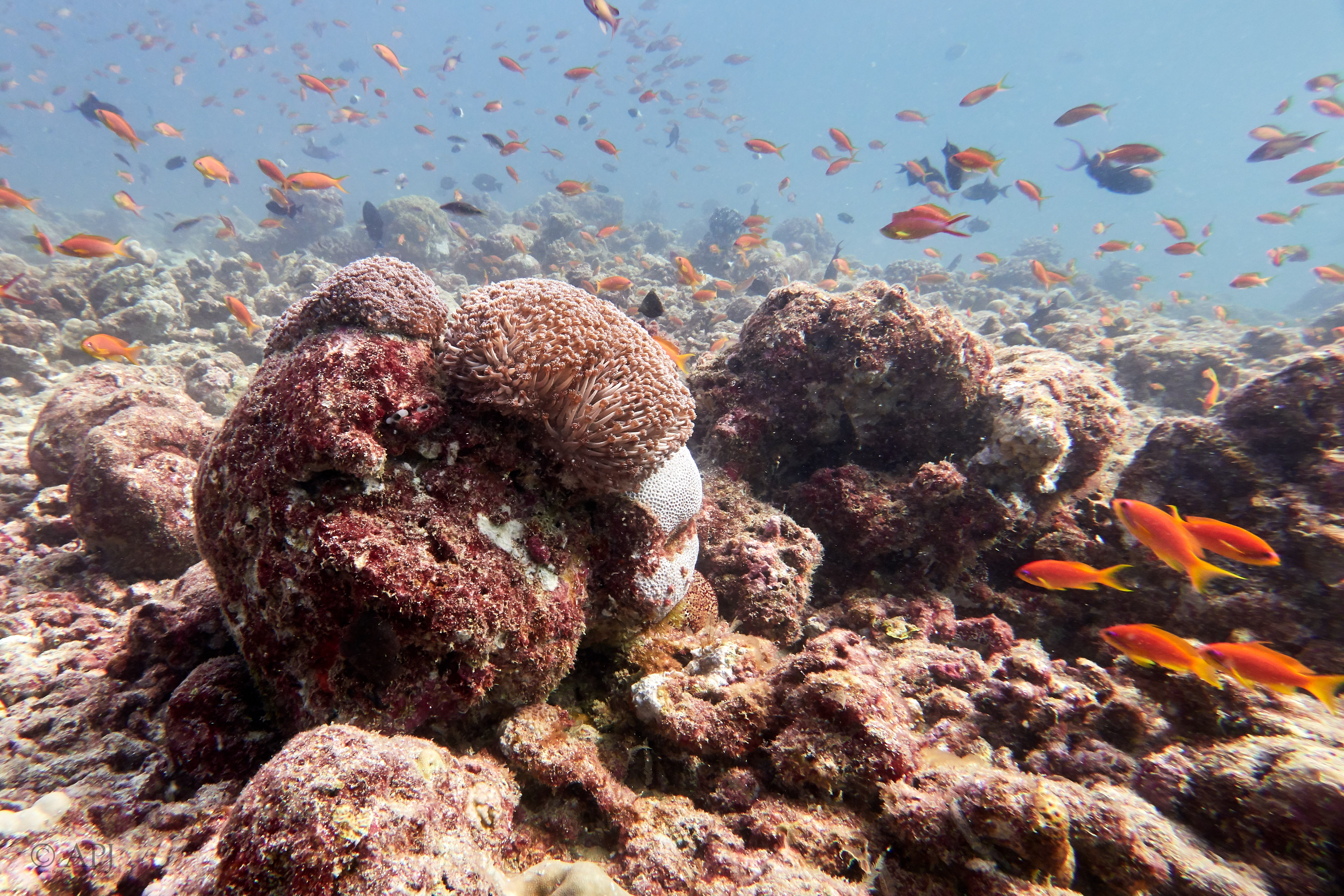 001121 16 08 17  Canon PowerShot G7 X Mark II   Malediven2017